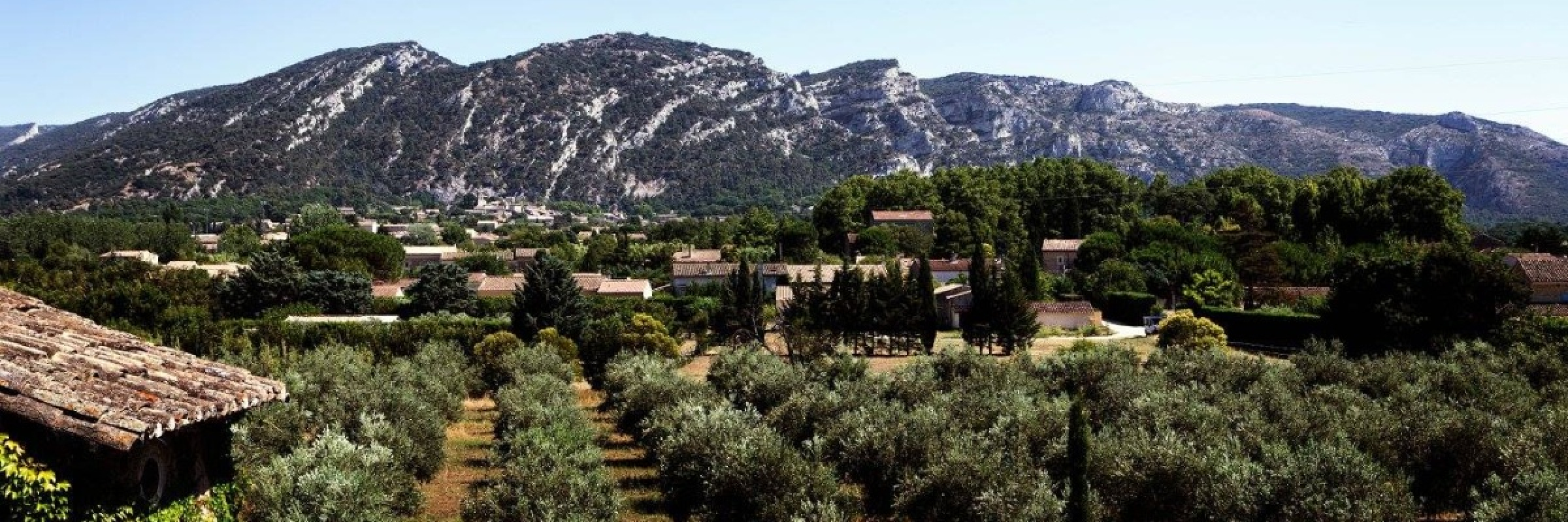 Image de Huile d’olive vierge extra bio AOP Provence